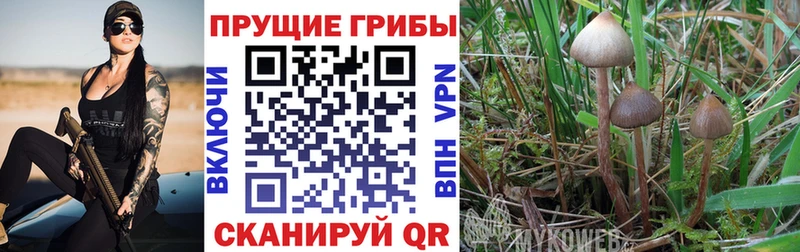 купить закладку  Агрыз  mega маркетплейс  Галлюциногенные грибы GOLDEN TEACHER 