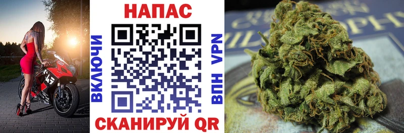 Бошки марихуана гибрид  блэк спрут ТОР  Агрыз 